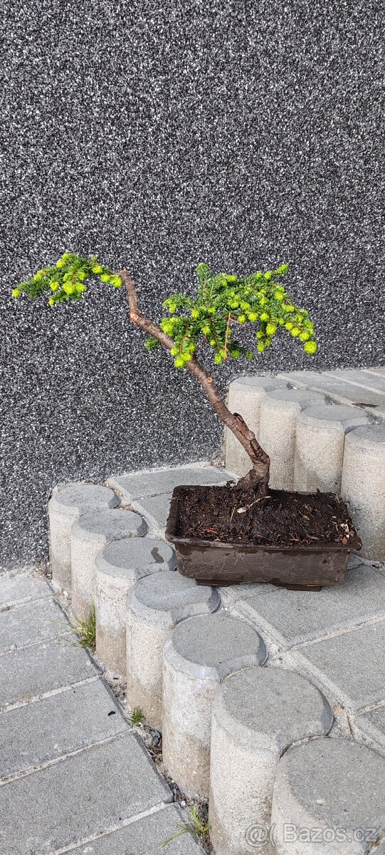 Bonsai, bonsaj - 2