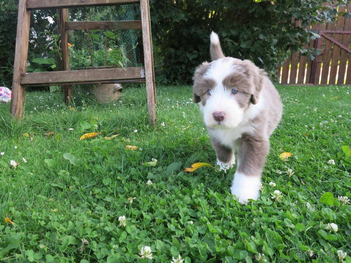 Bearded collie - bearded kolie s PP - 2