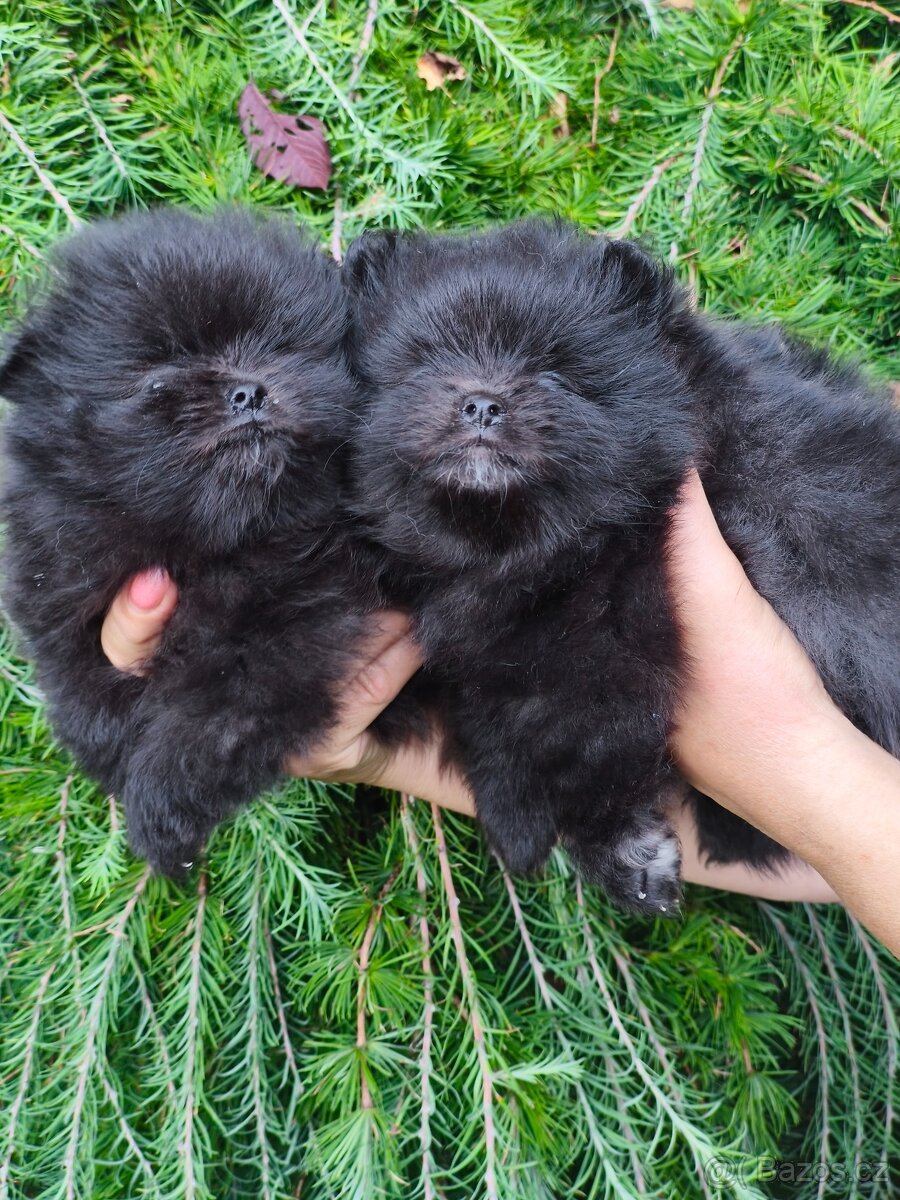 Pomeranian s pp - 2