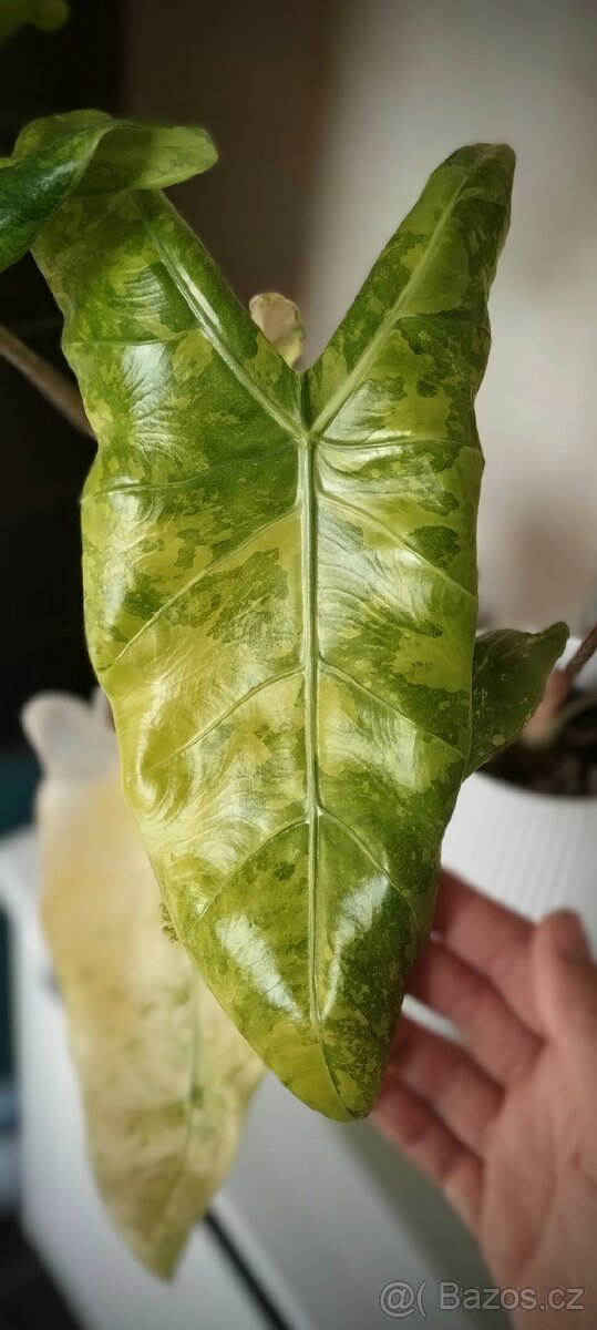 Alocasia Longiloba Lemon Lime - 2