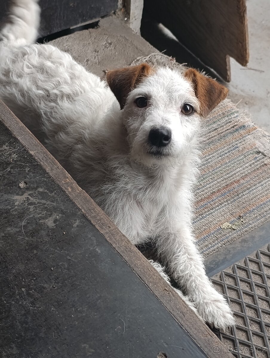 Prodám fenku Jack Russell teriér - 2