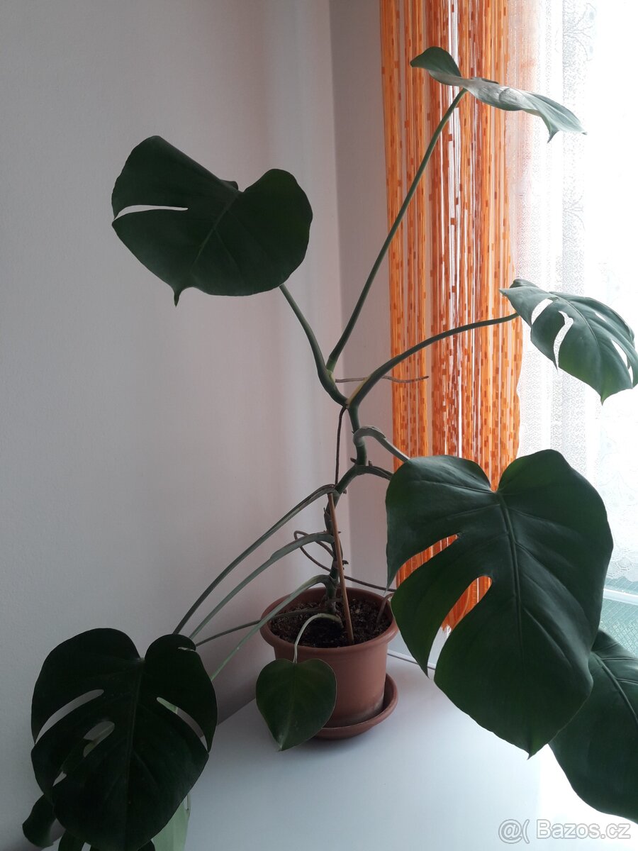 Monstera - 2