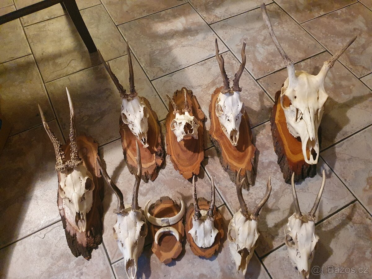 Srnčí trofeje jen mušle zbraně parozi - 2