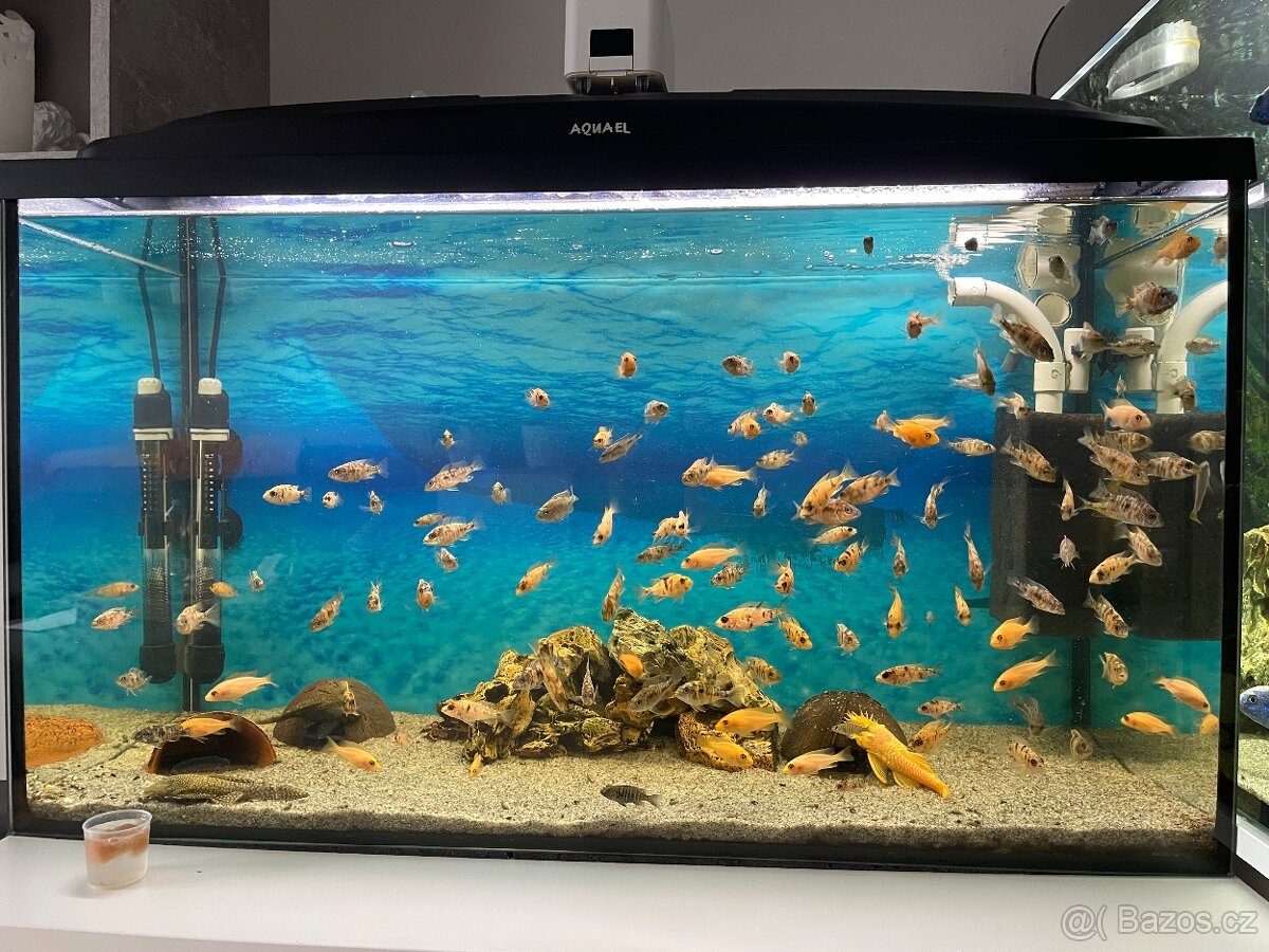 Darují Aulonocar fire fish a calico ob - 2