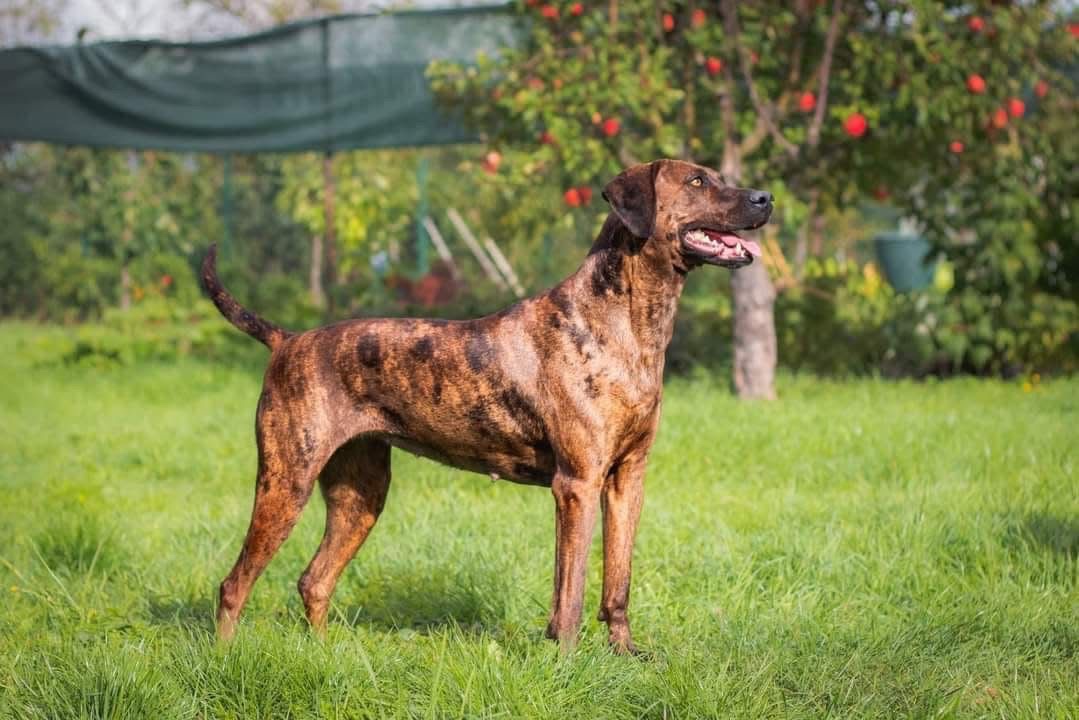 Louisianský leopardí pes s PP - 2