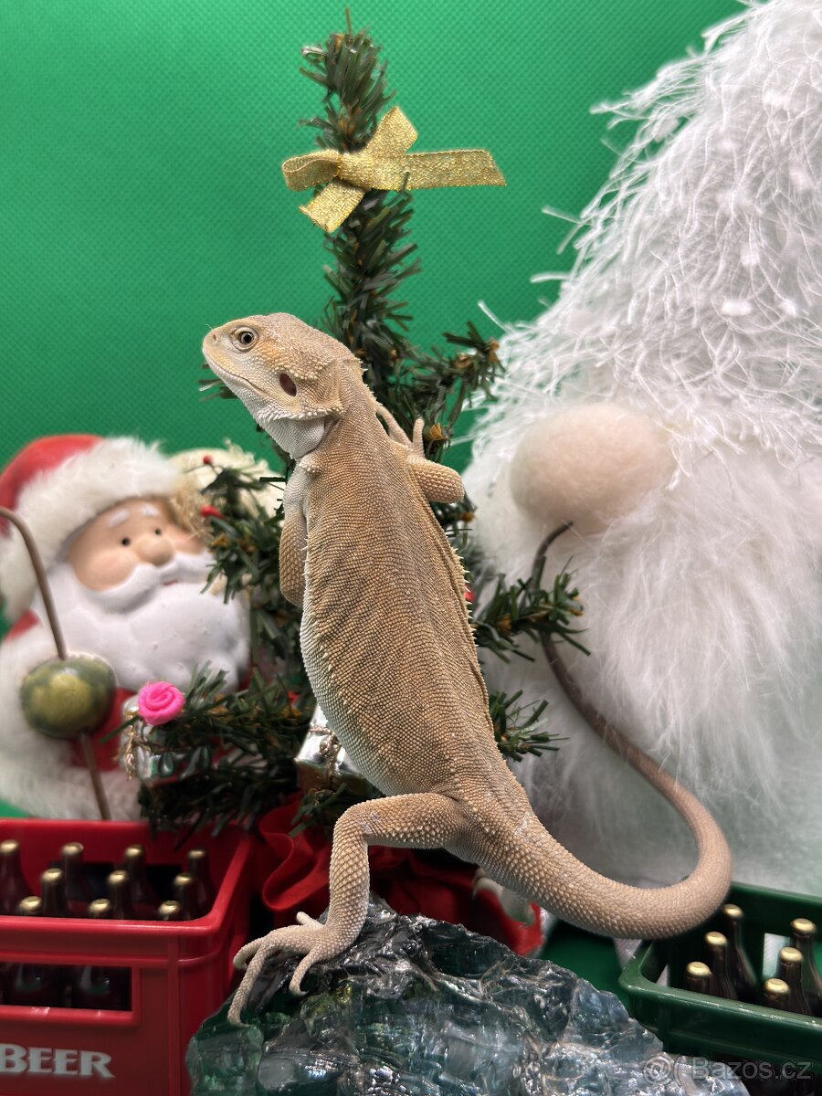 Agama Vousatá-Nejkrásnější mláďata sezóny - 2