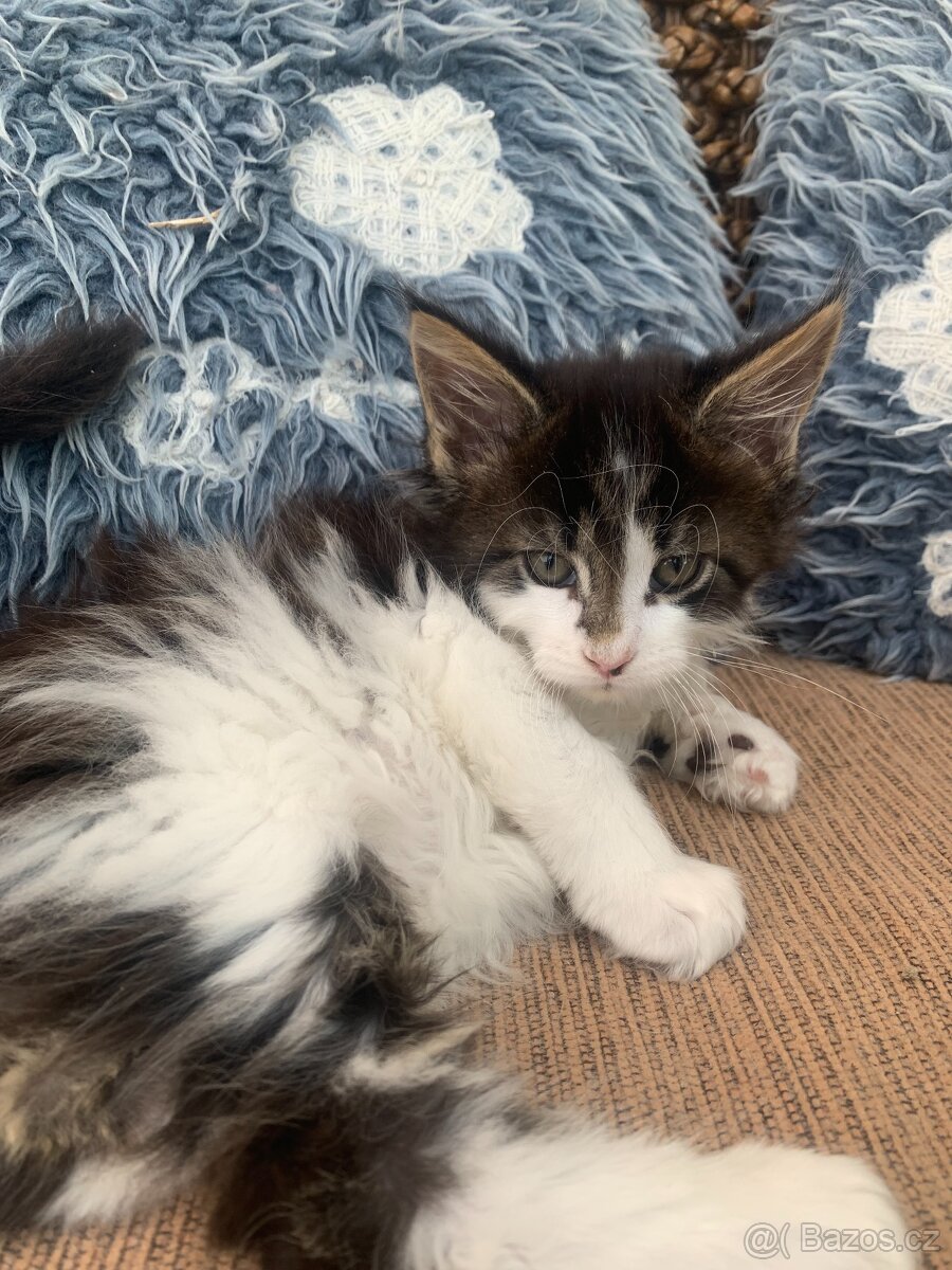 mainská mývalí - kocourci s PP - 2