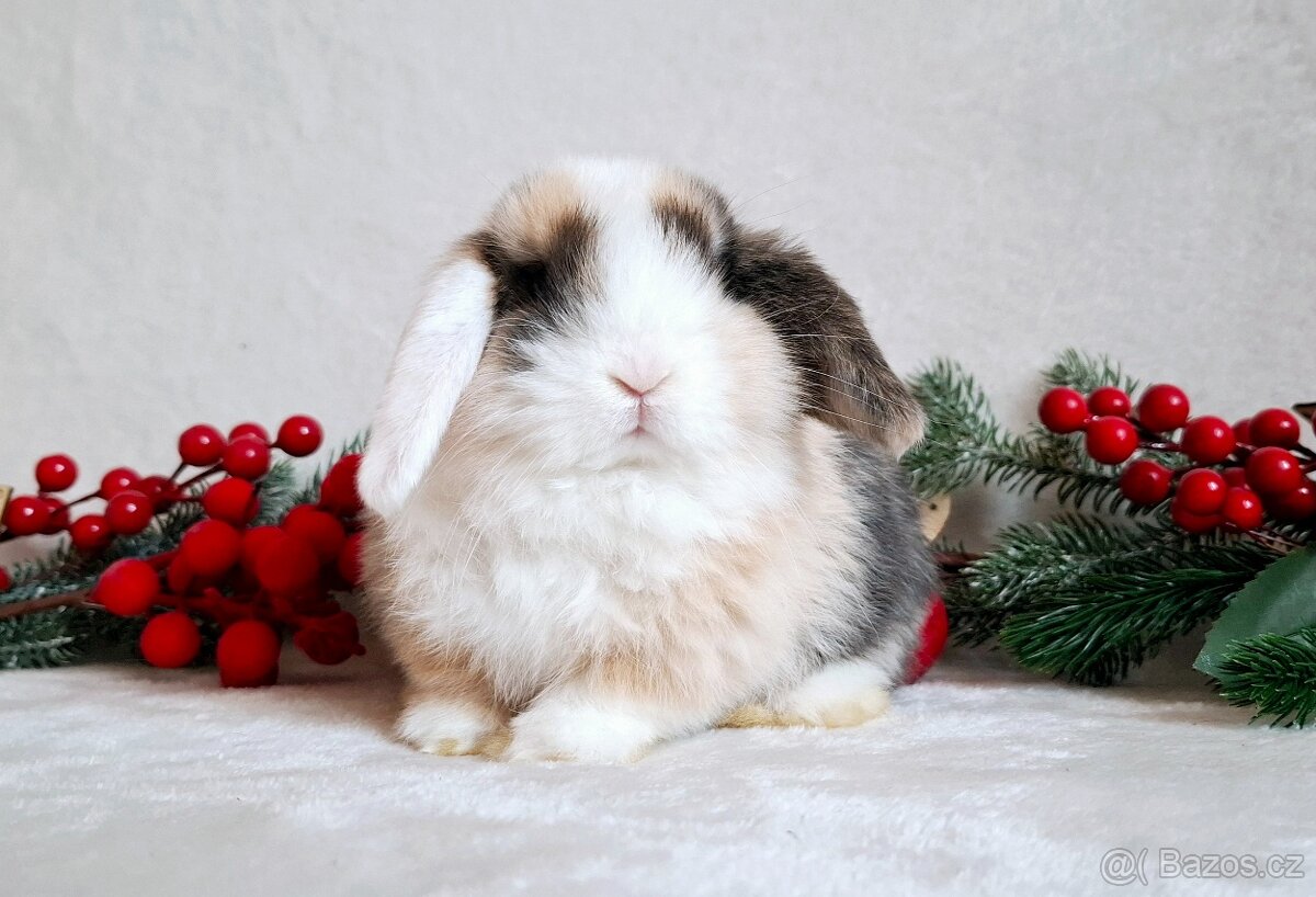 🩵Luxusní mazlíčci minilop 🩷 - 2