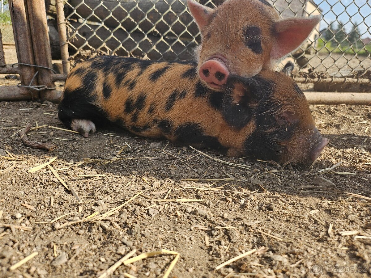 Kune kune s POP a genetickou testací - 2