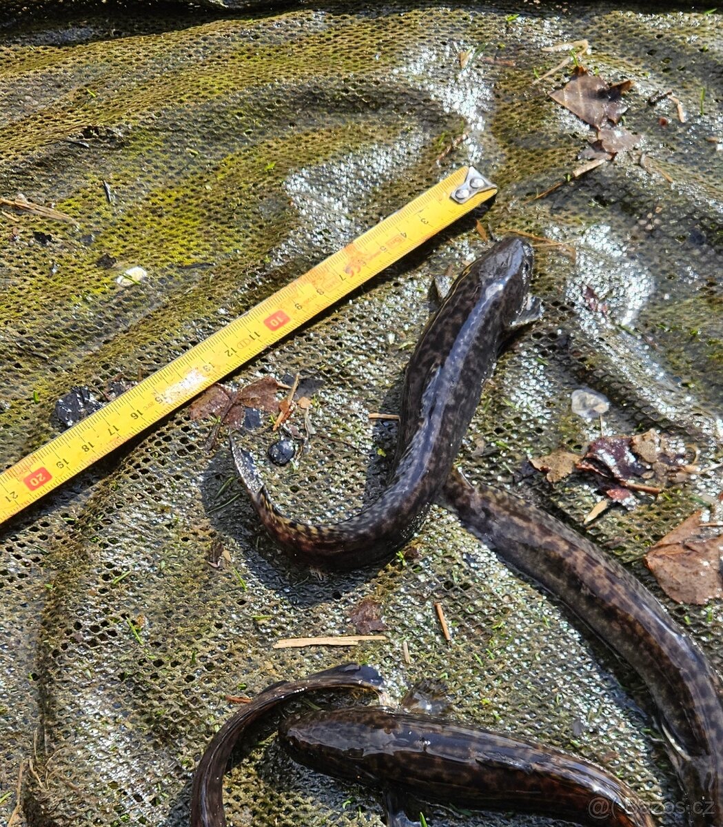 Mník jednovousy - 2