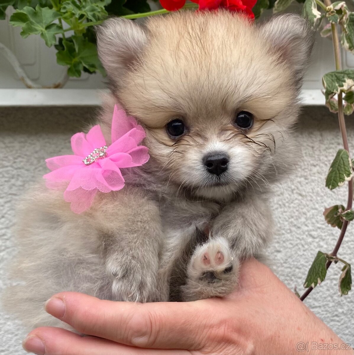 Pomeranian štěňátka bez PP - 2