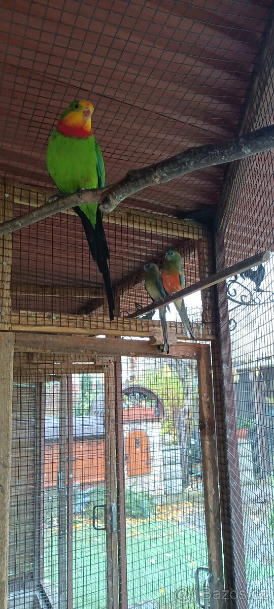 Papoušek zpěvavý - 2