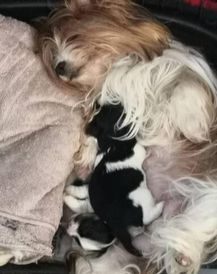 Jorkšírský teriér - Biewer - 2