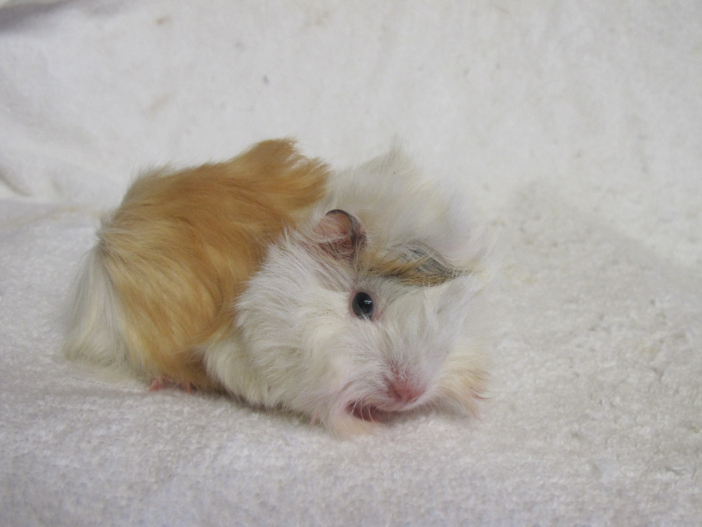 Morčata peruánská hledají nové páníčky - 2