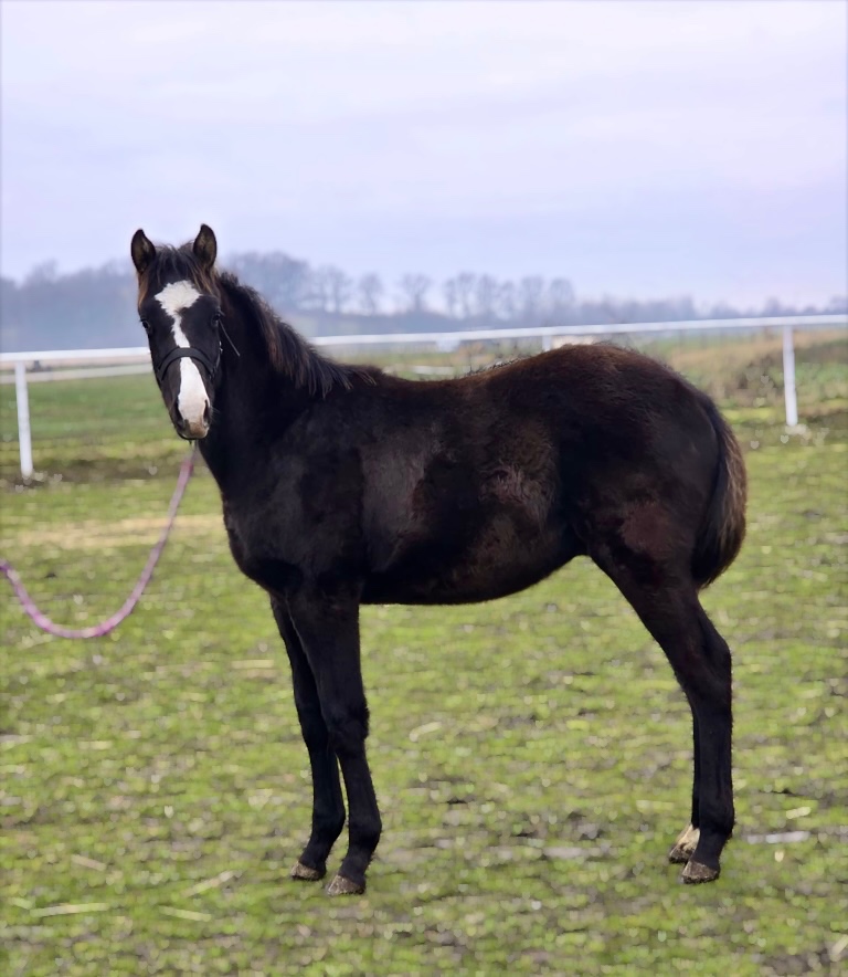 Poloviční American Paint Horse - 2