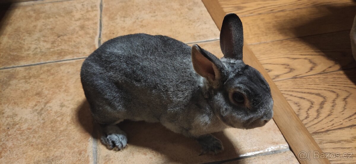 Zakrslý králík Rex s klecí - 2