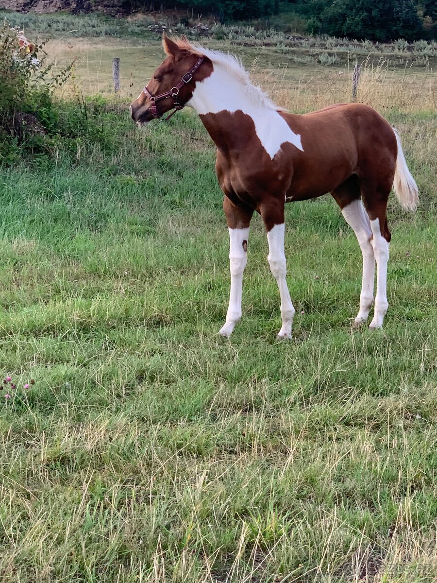 Strakatá kobylka - 2