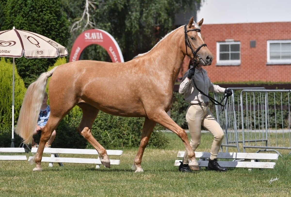 Březí klisna welsh part-bred - 2