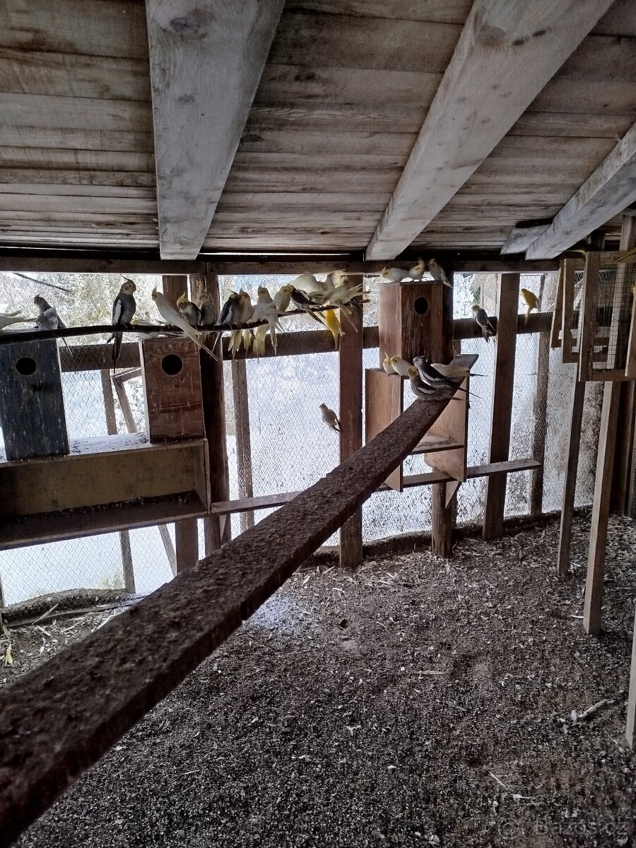 Prodám andulky, korely a kakariky - 2