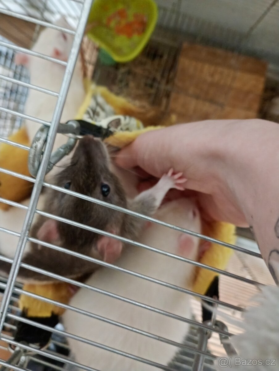 Daruji potkanky - 2