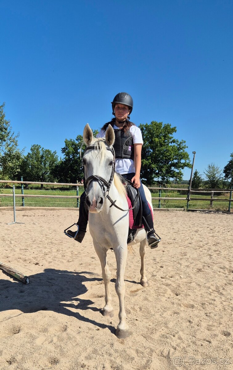 Shagya arab klisna 16-let - 2