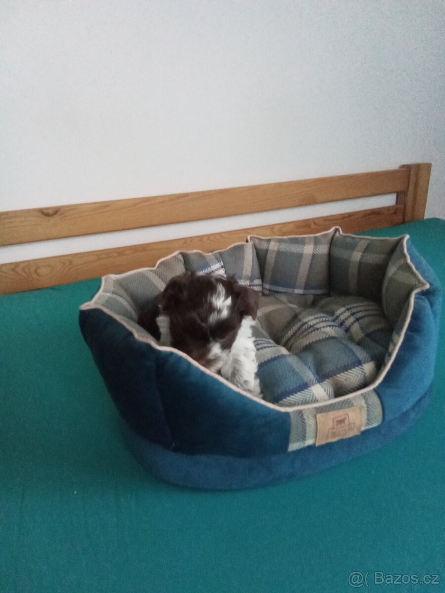 Jorkšírský teriér - 2