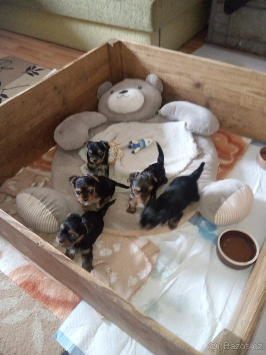 Yorkširsky teriér - 2