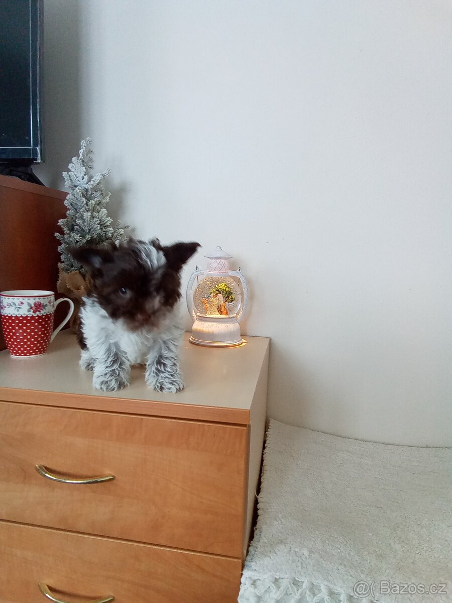 Jorkšírský teriér štěňata - 2