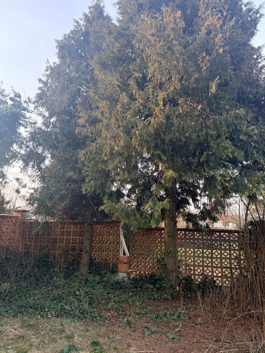 Daruji dřevo za pokácení - 2