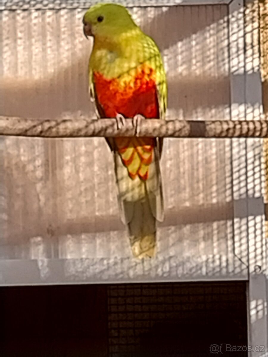 Papoušek královský - 2