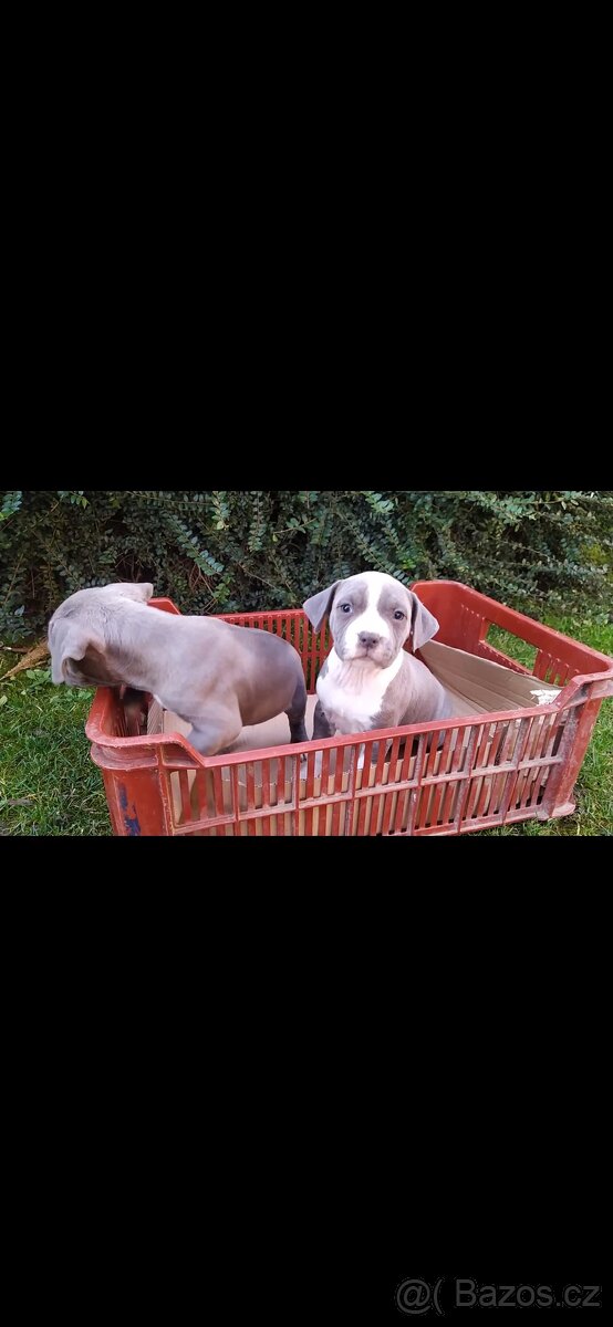 Americky stafordsirsky terier - 2