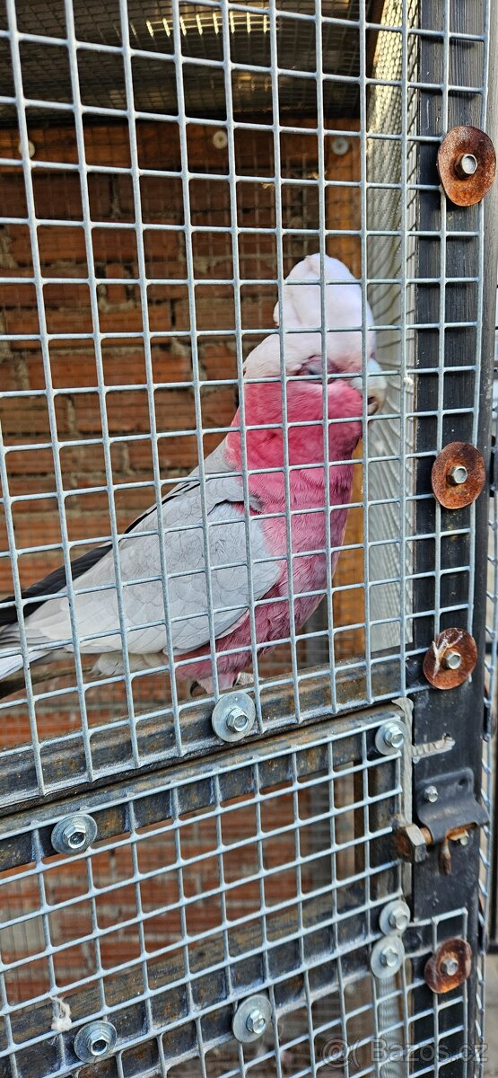 Kakadu růžový chovný samec - 2