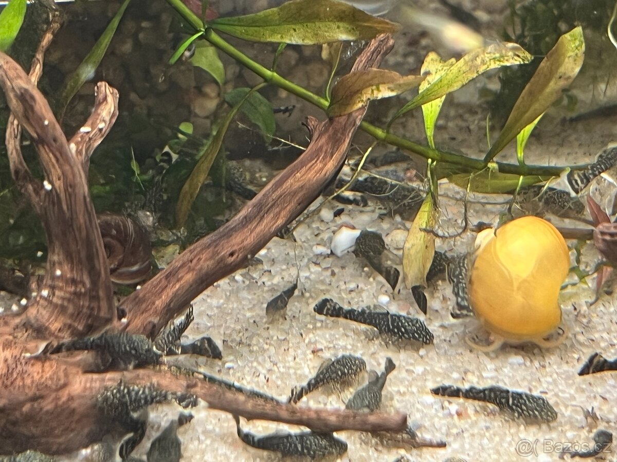 ancistrus 3cm - 2