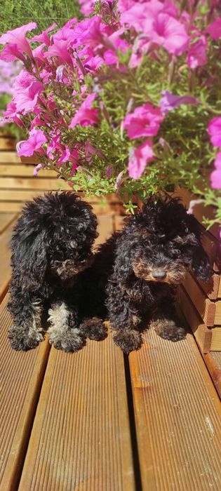 Pudel pudl Black and tan - 2