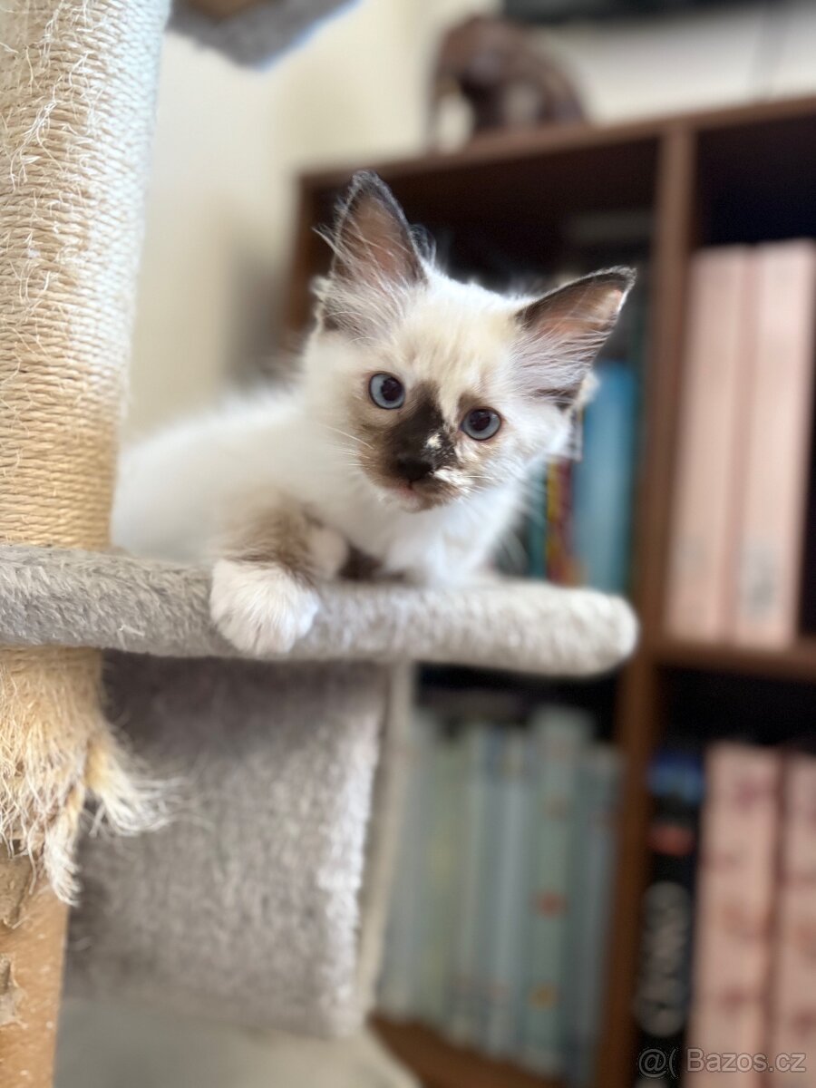 Ragdoll koťátka bez pp - 2