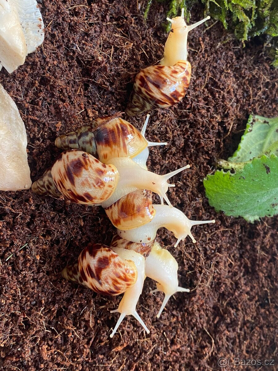 Africký šnek lissachatina reticulata - 2