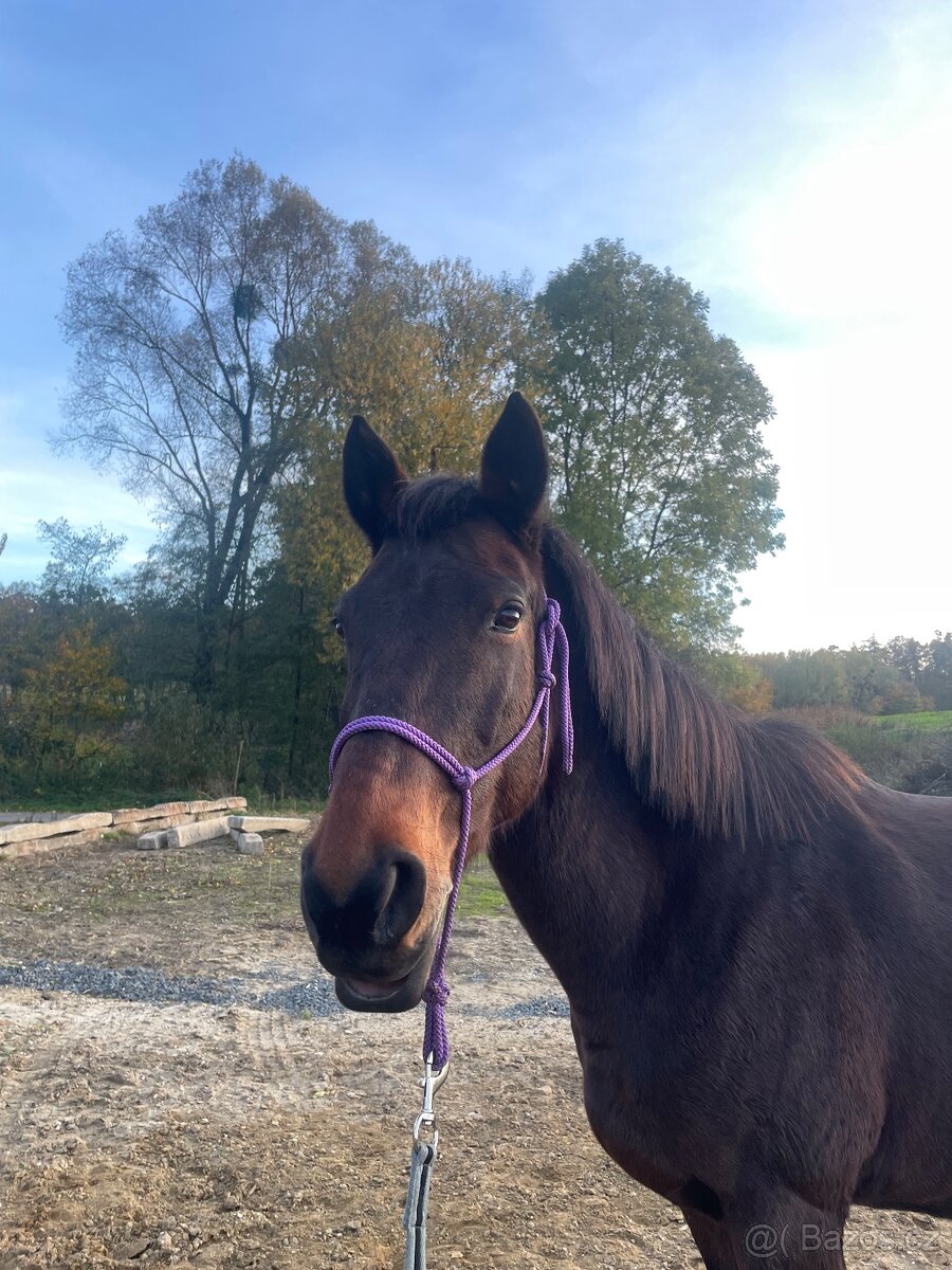 Prodám kobylu jako společníka nebo na rekreaci - 2
