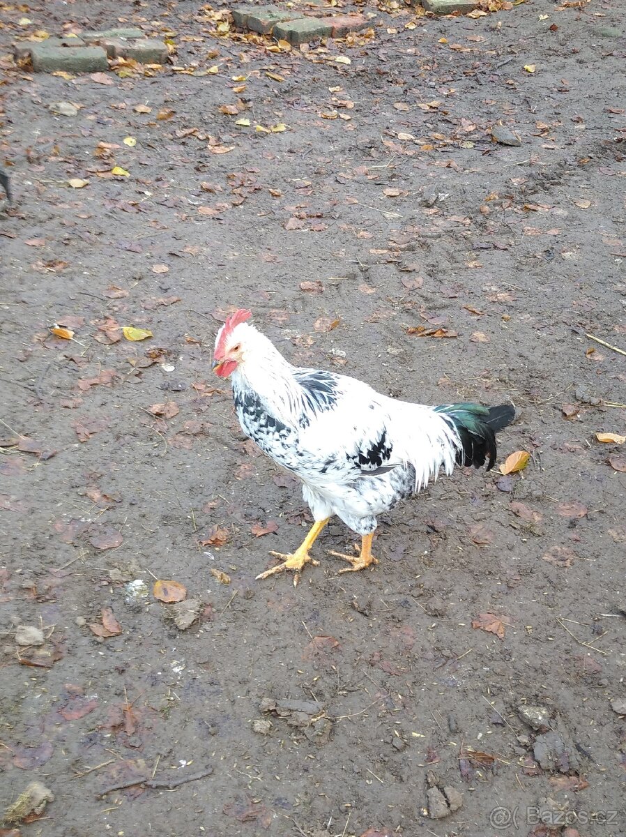 Kohouti různých barev - 2