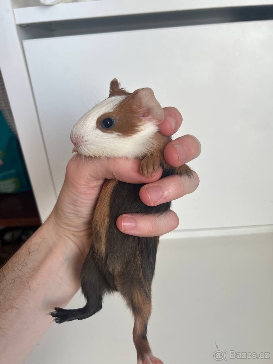 Morče, Morčata - 2