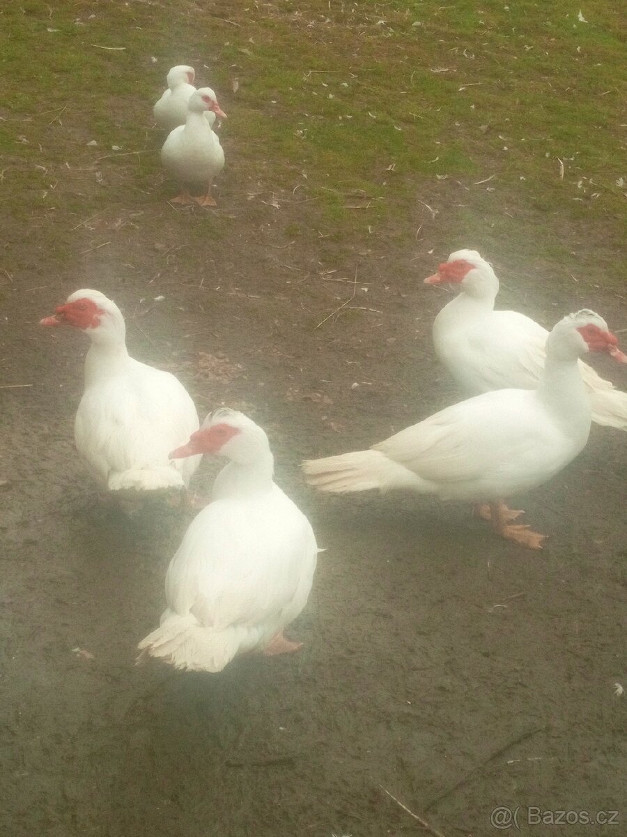 KAČER PIŽMOVÝ - 2