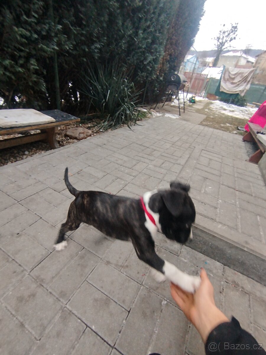 Americký Stafordšírsky teriér s PP 🐶 🐾 🩵 - 2