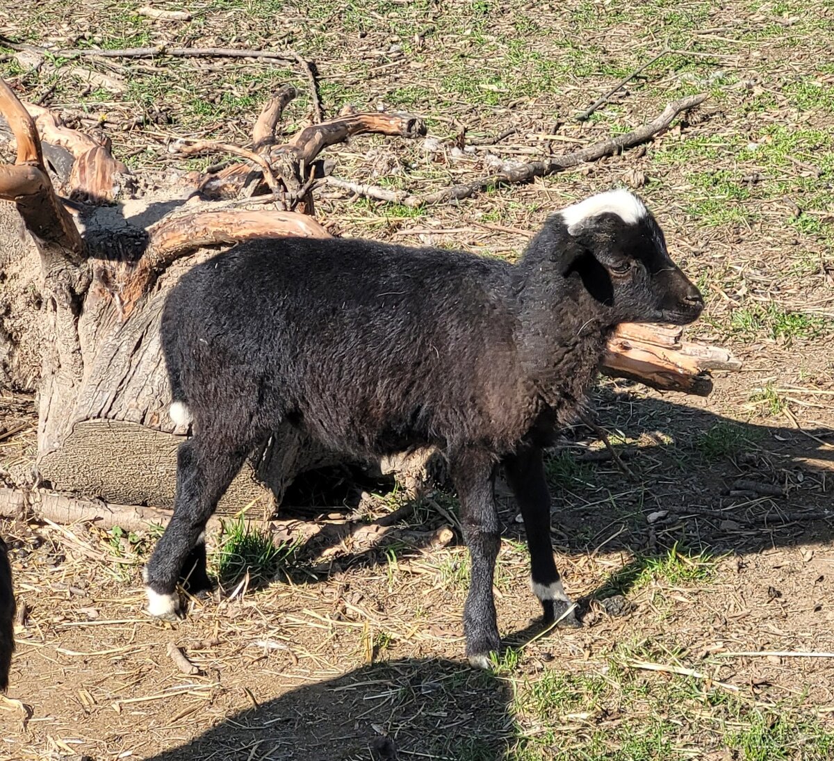 Kamerunská ovce - beránek - 2