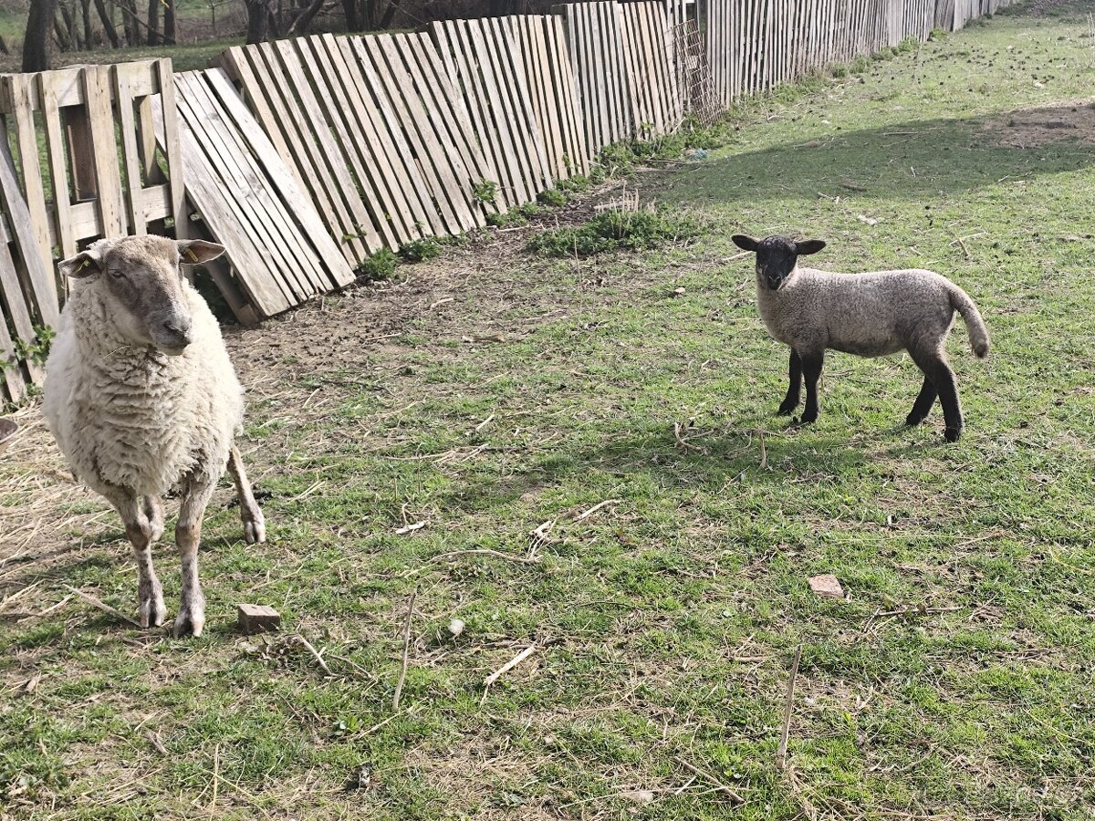 Ovce s jehnickou - 2