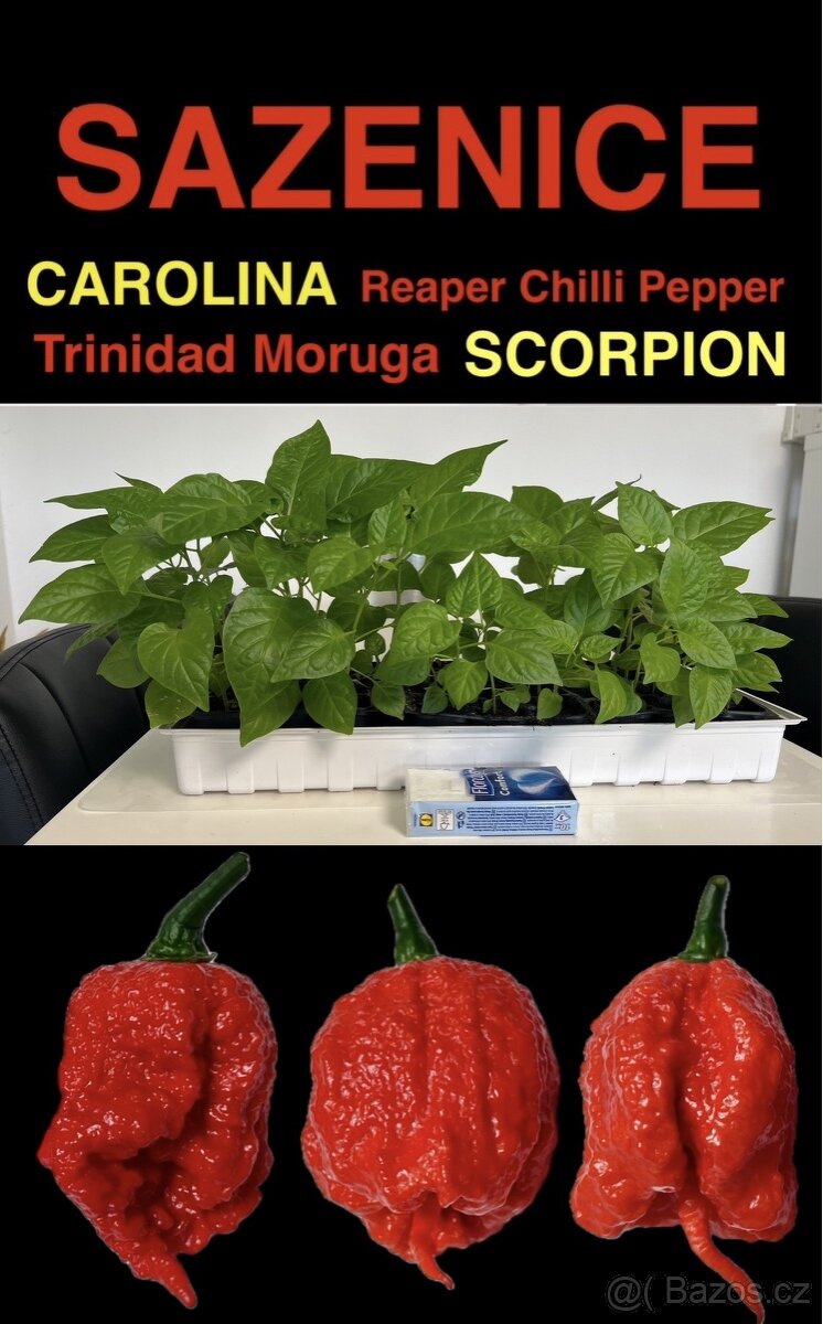 Sazenice TRINIDAD MORUGA SCORPION a CAROLINA REAPER - 2