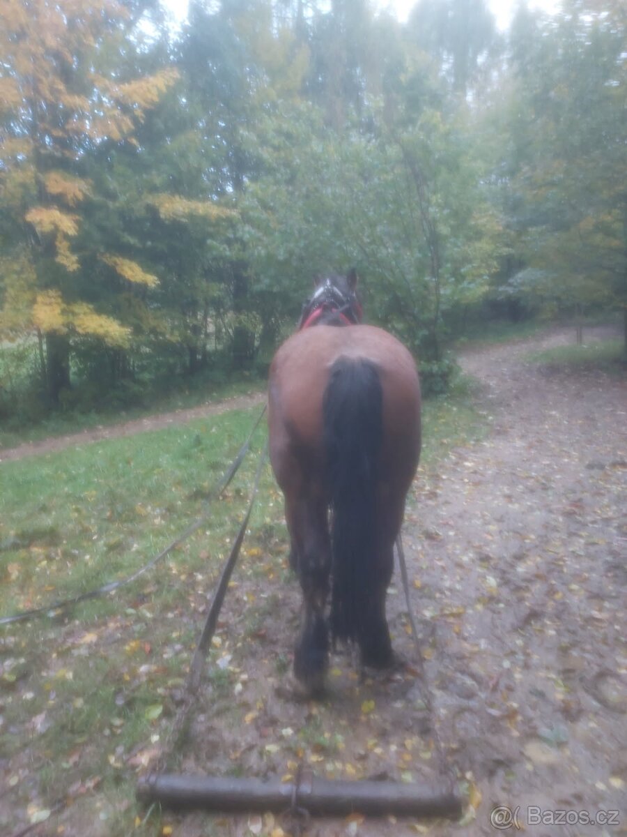 Prodám tažného koně do lesa - 2