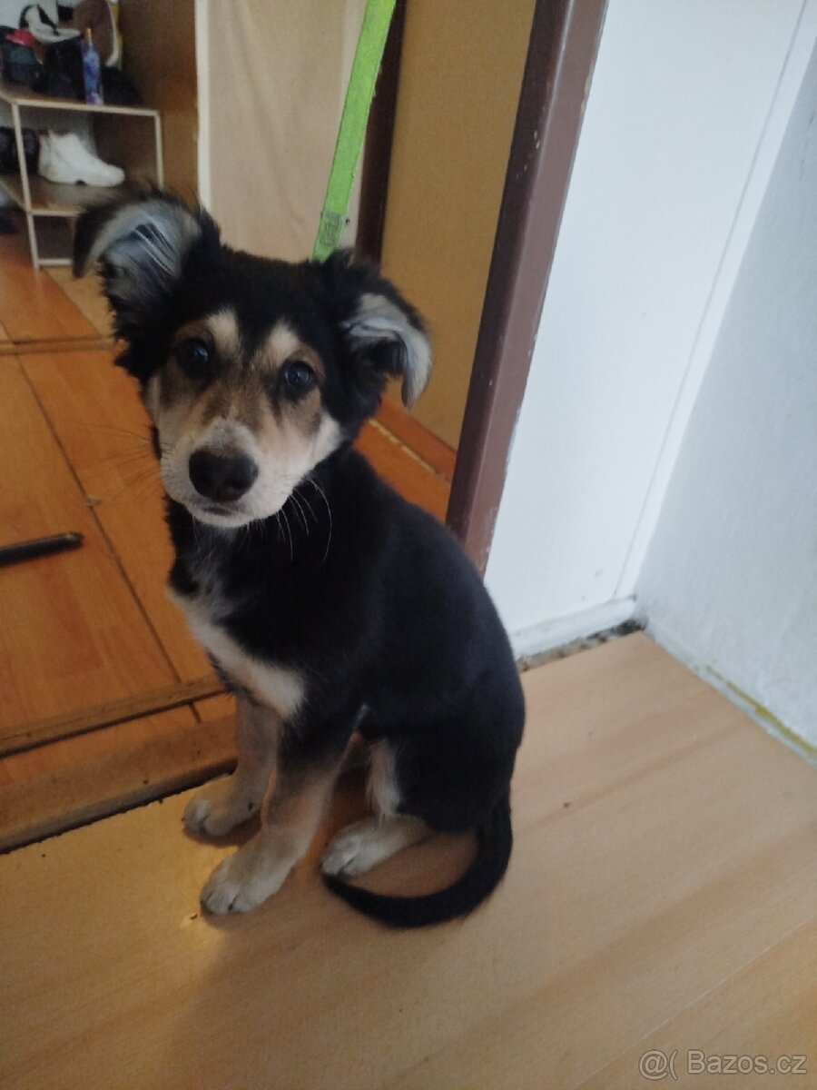 Pes belgický ovčák - 2