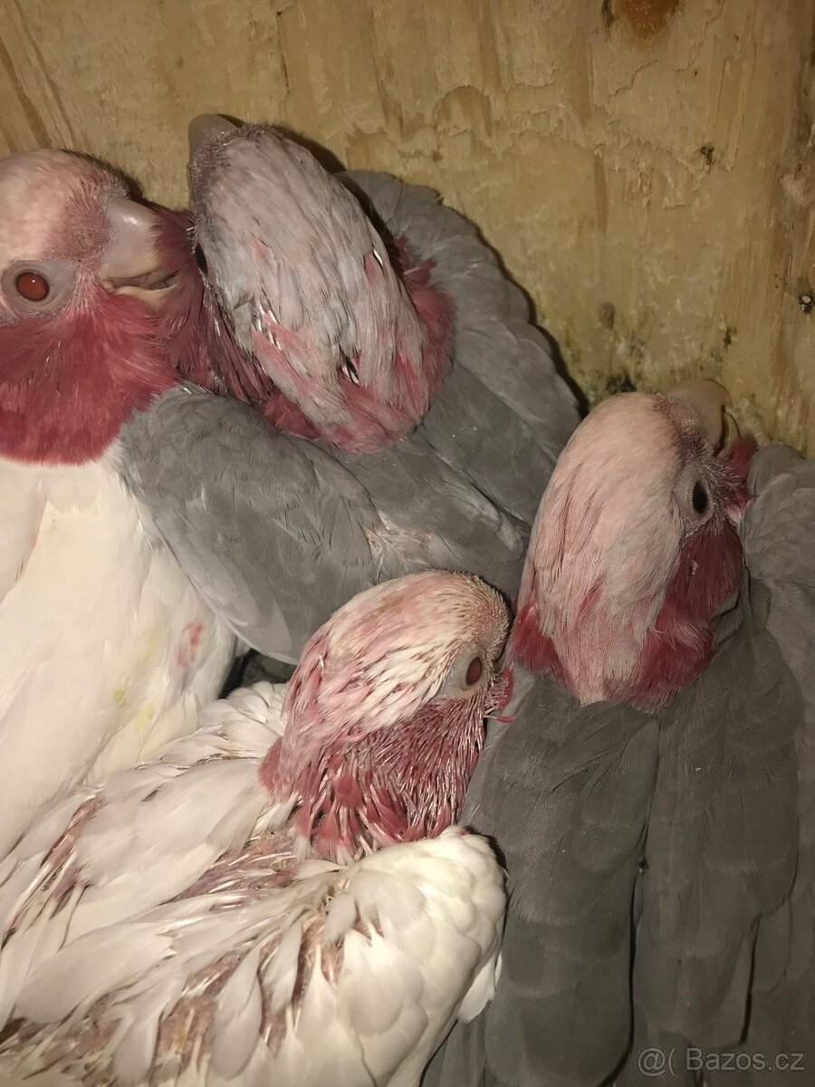 Kakadu Lutino 2025 - 2