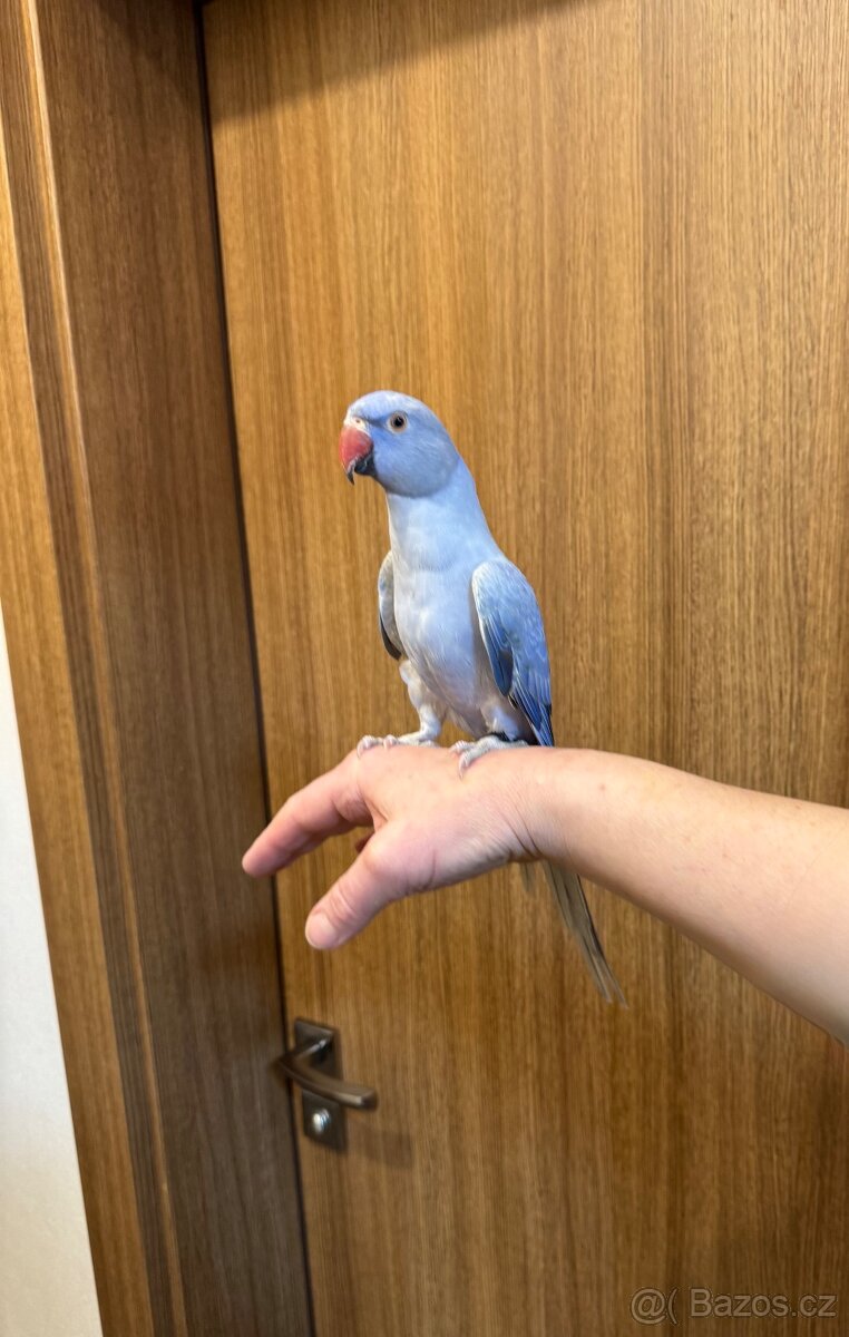 Alexandr malý krotký - 2