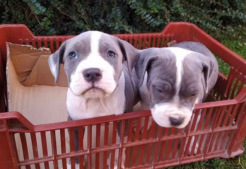 Americký stafordshirský teriér modrý - 2