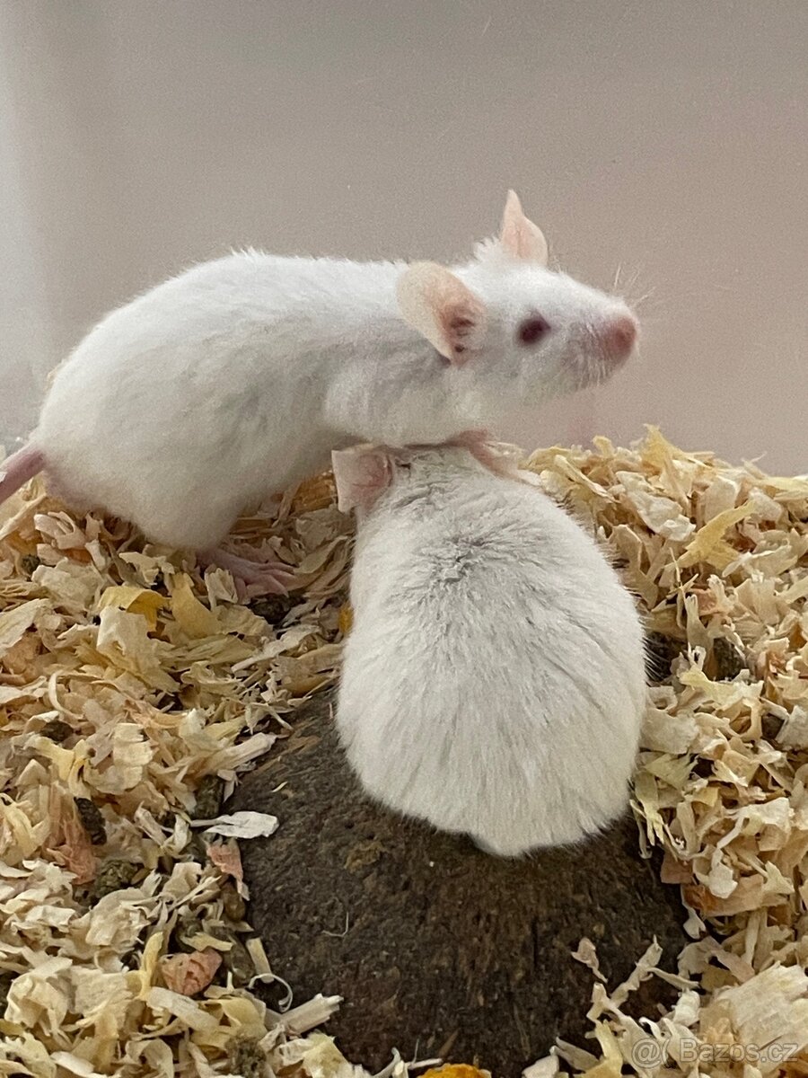 Krmné myši - 2